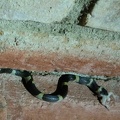Snake - Leptodeira nigrofasciata