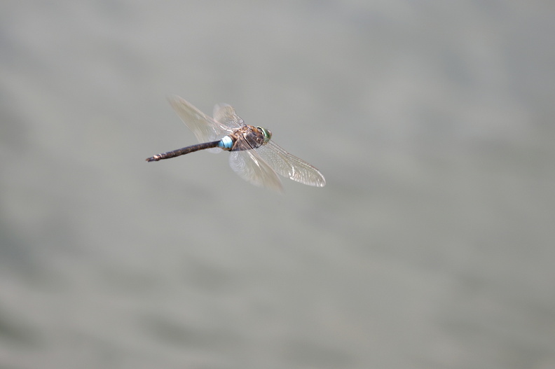 Lille Kejserguldsmed_Sölve Grustag_Blekinge Sverige_JPK_R5_065067.web.jpg