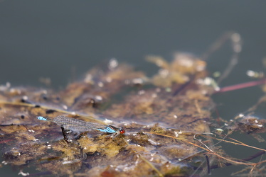 Lille Rødøjet Vandnymfe