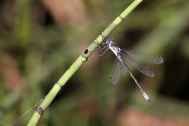 Sortmærket Kobbervandnymfe