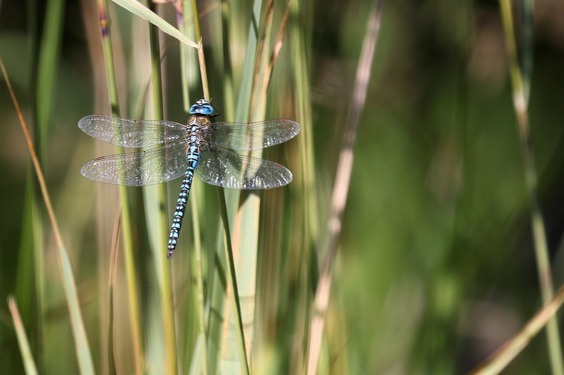 Sydlig Mosaikguldsmed_Smyge Kärr_Skåne Sverige_JPK_R5_064762.web.jpg