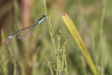 Lille Farvevandnymfe