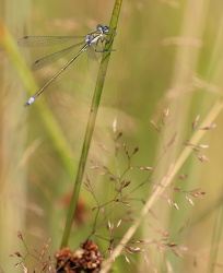 Lille Kobbervandnymfe