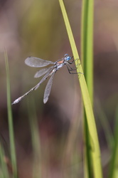 Sortmærket Kobbervandnymfe