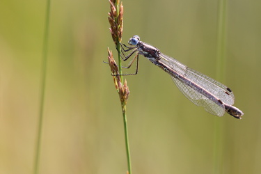 Sortmærket Kobbervandnymfe