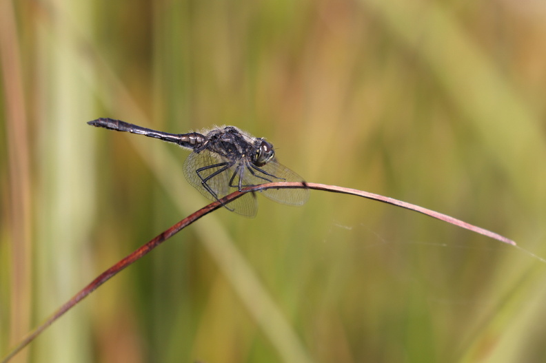 Sort Hedelibel_Blovsgårde_JPK_R5_065848.web.jpg