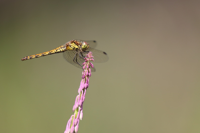 Stor Hedelibel_Tømmerby_JPK_R5_064436.web.jpg