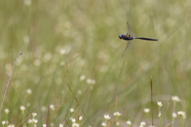 Arktisk Smaragdlibel
