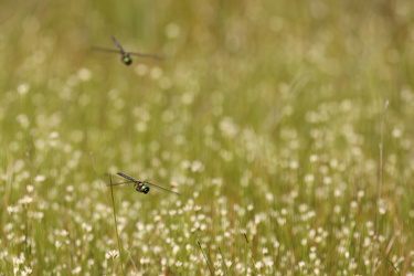 Arktisk Smaragdlibel