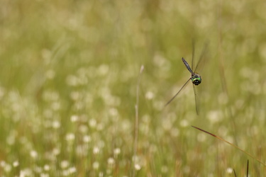 Arktisk Smaragdlibel