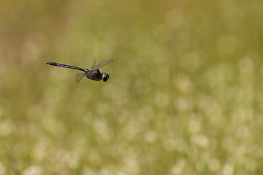 Arktisk Smaragdlibel