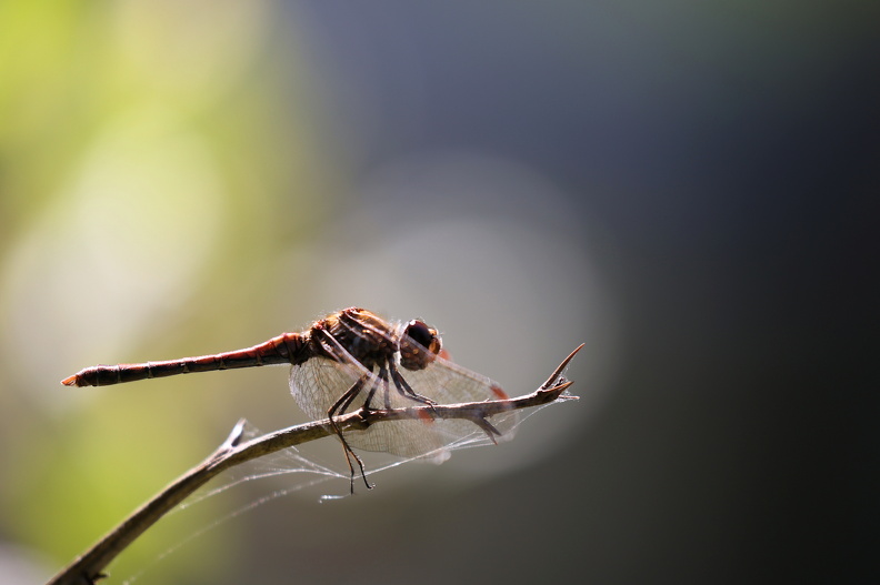 Stor Hedelibel_Tømmerby_JPK_R5_065994.web.jpg