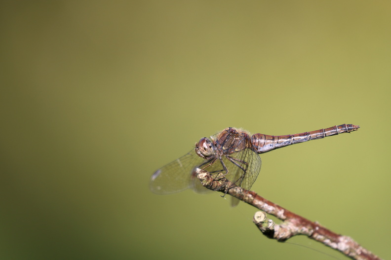 Stor Hedelibel_Tømmerby_JPK_R5_065998.web.jpg
