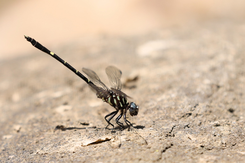 Progomphus clendoni_JPK_R5_046955.web.jpg