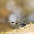 Dragonfly - Progomphus clendoni (Zebra-striped Sanddragon)