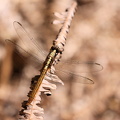 Dragonfly - Erythemis peruviana (Flame-tailed Pondhawk)