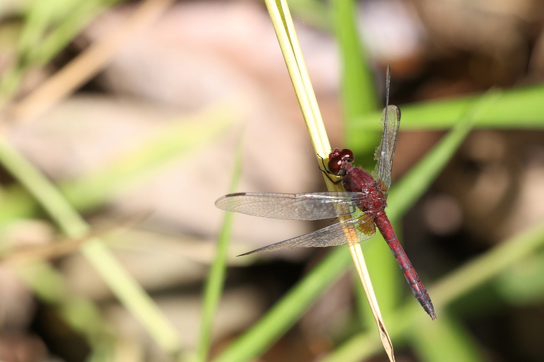 Erythrodiplax fusca_JPK_R5_040885.web.jpg