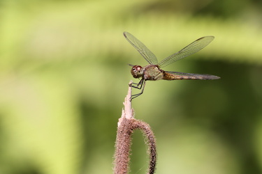 Dragonfly - Erythrodiplax funerea (Black-winged Dragonlet)