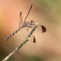 Dragonfly - Uracis imbuta (Tropical Woodskimmer)