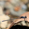 Damselfly - Argia indicatrix (Swamp Dancer)