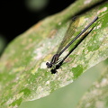 Damselfly - Argia translata?