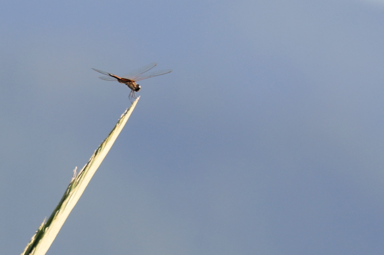 Tramea calverti_JPK_R5_038438.web.jpg