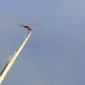 Dragonfly - Tramea darwini (Striped Saddlebags)