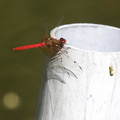 Dragonfly - Sympetrum illotum (Cardinal meadowhawk)