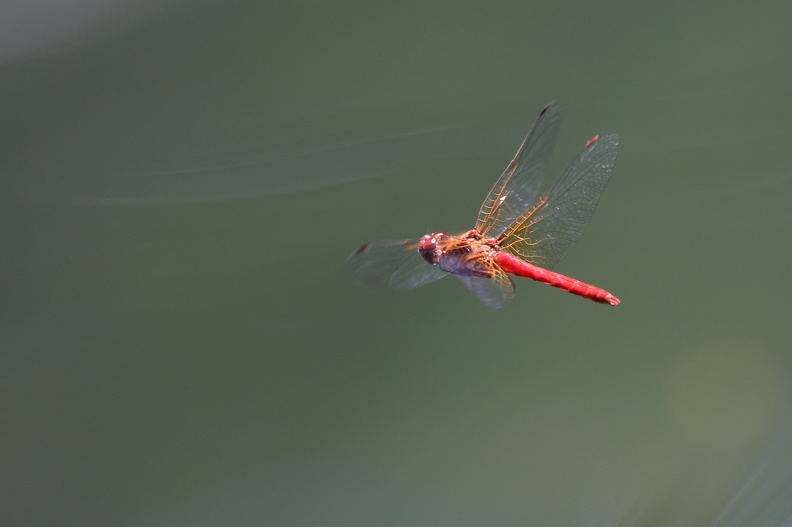 Sympetrum illotum_JPK_R5_038203.web.jpg
