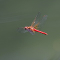 Dragonfly - Sympetrum illotum (Cardinal Meadowhawk)