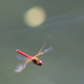 Dragonfly - Sympetrum illotum (Cardinal Meadowhawk)