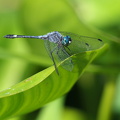 Dragonfly - Micrathyria aequalis (Spot-tailed Dasher)