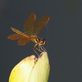 Dragonfly - Perithemis tenera (Eastern Amberwing)