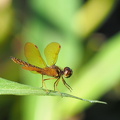 Dragonfly - Perithemis tenera (Eastern Amberwing)
