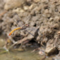 Dragonfly - Orthemis discolor (Carmine Skimmer)