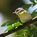 Philadelphia Vireo