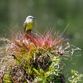 Tropical Kingbird