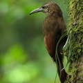 Strong-billed Woodcreeper
