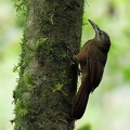 Strong-billed Woodcreeper