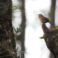 House Wren