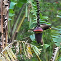 Brown Jay