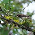Brown Jay