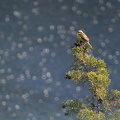 Grey-capped Flycatcher