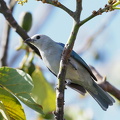 Blue-grey Tanager