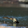Great-tailed Grackle
