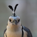 White-throated Magpie-Jay