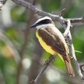 Great Kiskadee