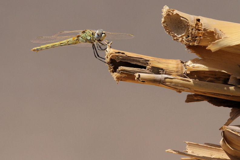 Sympetrum fonscolombii_JPK_IMG_082432.web.jpg