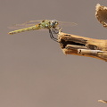 Dragonfly - Sympetrum fonscolombii