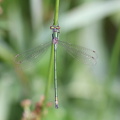 Almindelig Kobbervandnymfe (Lestes sponsa)